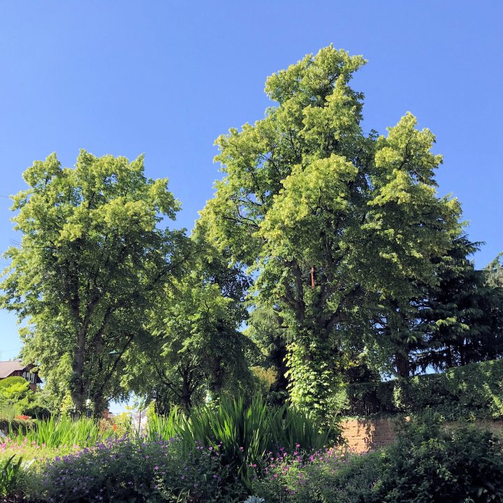 Lesley Cohen Square.jpg